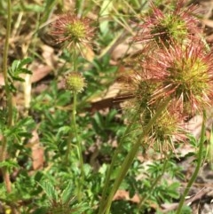 Acaena novae-zelandiae (Bidgee Widgee) at Oakdale Nature Reserve - 25 Nov 2020 by JaneR