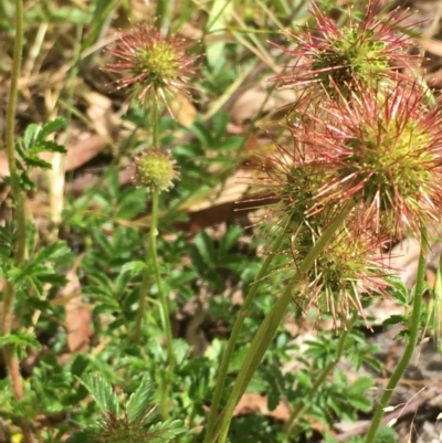 Acaena novae-zelandiae (Bidgee Widgee) at Oakdale Nature Reserve - 25 Nov 2020 by JaneR