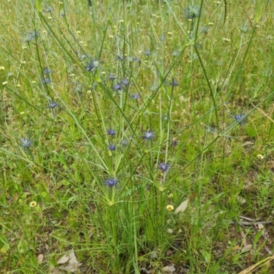 Eryngium ovinum (Blue Devil) at Symonston, ACT - 30 Nov 2020 by Mike