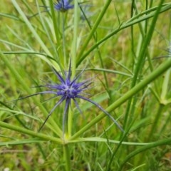 Eryngium ovinum at Symonston, ACT - 30 Nov 2020 12:18 AM