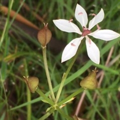 Burchardia umbellata (Milkmaids) at Collector, NSW - 26 Nov 2020 by JaneR