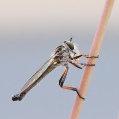 Cerdistus varifemoratus (Robber fly) at O'Connor, ACT - 29 Nov 2020 by ConBoekel