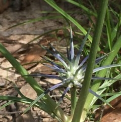 Eryngium ovinum (Blue Devil) at Collector, NSW - 26 Nov 2020 by JaneR