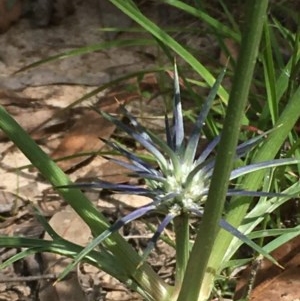 Eryngium ovinum at Collector, NSW - 26 Nov 2020 04:11 AM