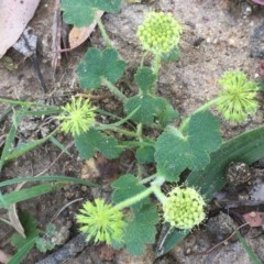 Hydrocotyle laxiflora (Stinking Pennywort) at Collector, NSW - 26 Nov 2020 by JaneR