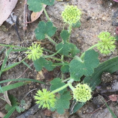 Hydrocotyle laxiflora (Stinking Pennywort) at Collector, NSW - 25 Nov 2020 by JaneR