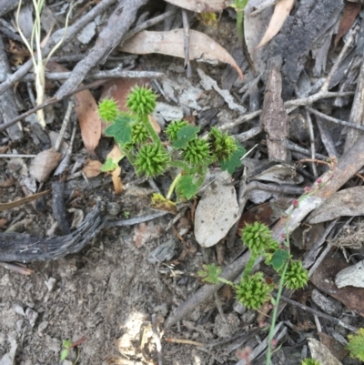 Hydrocotyle hirta (Hairy Pennywort) at Collector, NSW - 25 Nov 2020 by JaneR