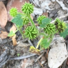 Hydrocotyle hirta at Collector, NSW - 26 Nov 2020 04:31 AM