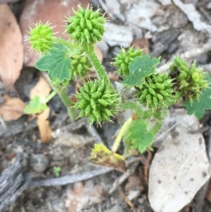 Hydrocotyle hirta at Collector, NSW - 26 Nov 2020