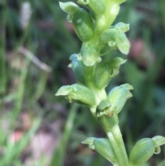 Microtis unifolia (Common Onion Orchid) at Collector, NSW - 26 Nov 2020 by JaneR