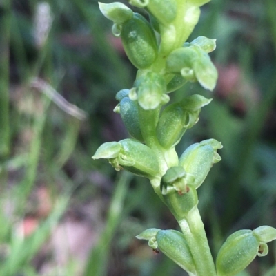 Microtis unifolia (Common Onion Orchid) at Collector, NSW - 26 Nov 2020 by JaneR