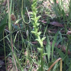 Microtis unifolia at Collector, NSW - suppressed