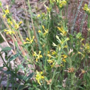 Pimelea curviflora at Collector, NSW - 26 Nov 2020