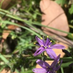 Caesia calliantha (Blue Grass-lily) at Collector, NSW - 26 Nov 2020 by JaneR