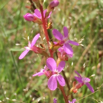 Stylidium sp. (Trigger Plant) at Collector, NSW - 25 Nov 2020 by JaneR