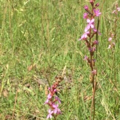 Stylidium sp. at Collector, NSW - 26 Nov 2020 04:02 AM