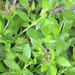 Opercularia hispida (Hairy Stinkweed) at Collector, NSW - 26 Nov 2020 by JaneR