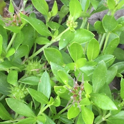 Opercularia hispida (Hairy Stinkweed) at Oakdale Nature Reserve - 25 Nov 2020 by JaneR