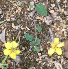 Goodenia hederacea (Ivy Goodenia) at Collector, NSW - 25 Nov 2020 by JaneR