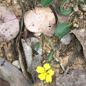 Goodenia hederacea at Collector, NSW - 26 Nov 2020