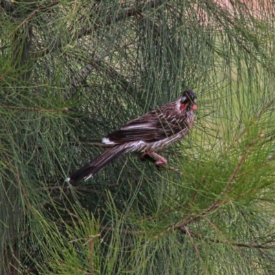 Anthochaera carunculata (Red Wattlebird) at Throsby, ACT - 29 Nov 2020 by davobj