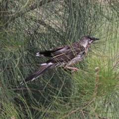 Anthochaera carunculata at Throsby, ACT - 29 Nov 2020 11:17 PM