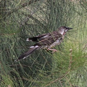 Anthochaera carunculata at Throsby, ACT - 29 Nov 2020