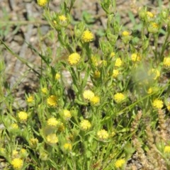 Triptilodiscus pygmaeus (Annual Daisy) at Conder, ACT - 3 Nov 2020 by MichaelBedingfield