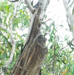Eucalyptus mannifera subsp. mannifera (Brittle Gum) at Aranda, ACT - 29 Nov 2020 by petaurus