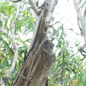 Eucalyptus mannifera subsp. mannifera at Aranda, ACT - 29 Nov 2020