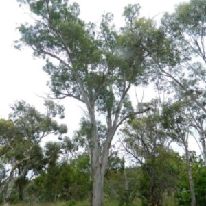 Eucalyptus mannifera subsp. mannifera at Aranda, ACT - 29 Nov 2020