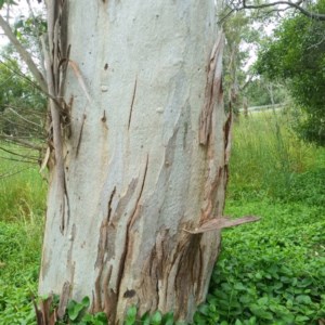 Eucalyptus mannifera subsp. mannifera at Aranda, ACT - 29 Nov 2020 10:56 PM