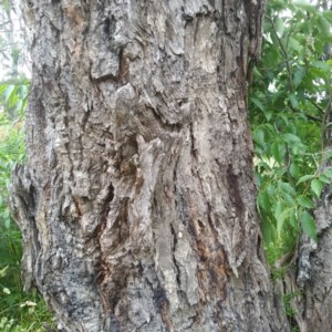 Eucalyptus bridgesiana at Aranda, ACT - 29 Nov 2020 11:04 PM