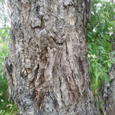 Eucalyptus bridgesiana (Apple Box) at Aranda, ACT - 29 Nov 2020 by petaurus