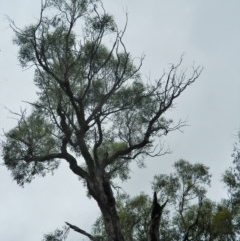 Eucalyptus bridgesiana at Aranda, ACT - 29 Nov 2020