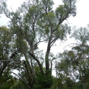 Eucalyptus bridgesiana at Aranda, ACT - 29 Nov 2020