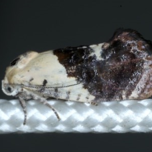 Hypertropha chlaenota at Ainslie, ACT - 28 Nov 2020
