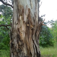 Eucalyptus melliodora (Yellow Box) at Aranda, ACT - 29 Nov 2020 by petaurus