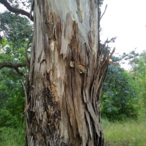 Eucalyptus melliodora at Aranda, ACT - 29 Nov 2020