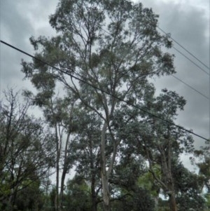 Eucalyptus melliodora at Aranda, ACT - 29 Nov 2020 11:36 PM