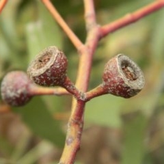 Eucalyptus melliodora at Aranda, ACT - 29 Nov 2020 11:36 PM