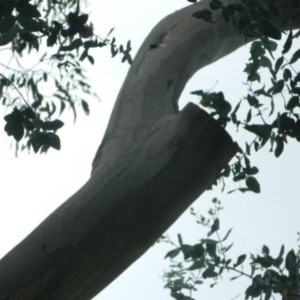 Eucalyptus melliodora at Aranda, ACT - 29 Nov 2020