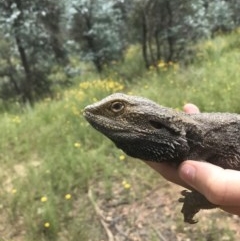 Pogona barbata (Eastern Bearded Dragon) at Hughes, ACT - 29 Nov 2020 by TexanReptilian