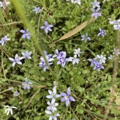 Isotoma fluviatilis subsp. australis (Swamp Isotome) at Forde, ACT - 29 Nov 2020 by Jenny54