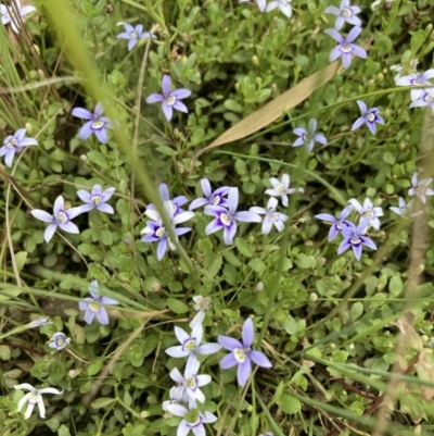 Isotoma fluviatilis subsp. australis (Swamp Isotome) at Forde, ACT - 30 Nov 2020 by Jenny54