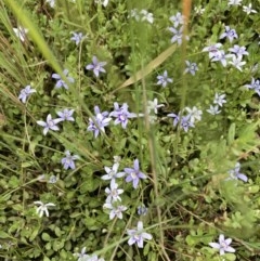 Isotoma fluviatilis subsp. australis at Forde, ACT - 30 Nov 2020