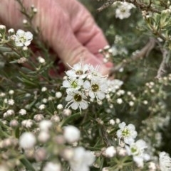 Kunzea ericoides (Burgan) at Forde, ACT - 30 Nov 2020 by Jenny54