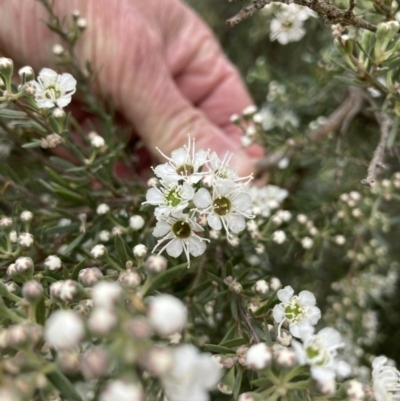 Kunzea ericoides (Burgan) at Forde, ACT - 30 Nov 2020 by Jenny54