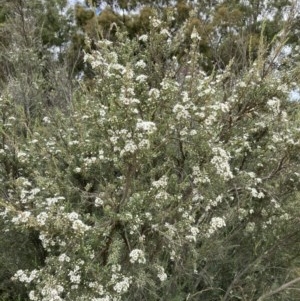 Kunzea ericoides at Forde, ACT - 30 Nov 2020