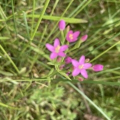 Centaurium sp. (Centaury) at Forde, ACT - 30 Nov 2020 by Jenny54